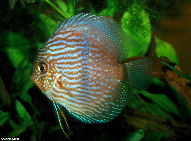 Symphysodon discus